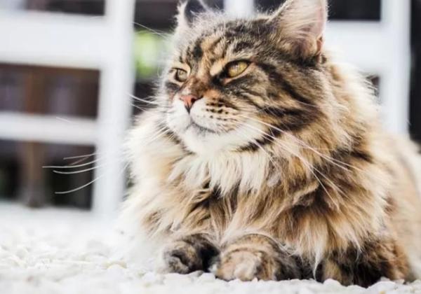 6 Tips Merawat Kucing Persia Agar Tetap Sehat, Nomor 5 Tak Banyak Yang Tahu!