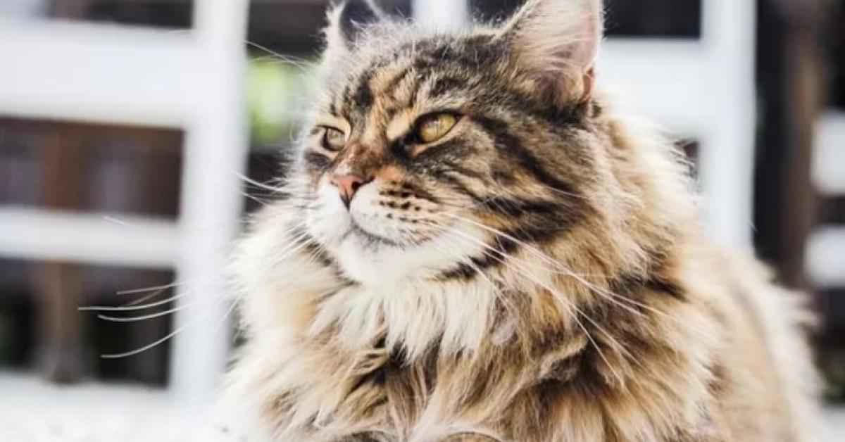 6 Tips Merawat Kucing Persia Agar Tetap Sehat, Nomor 5 Tak Banyak Yang Tahu!