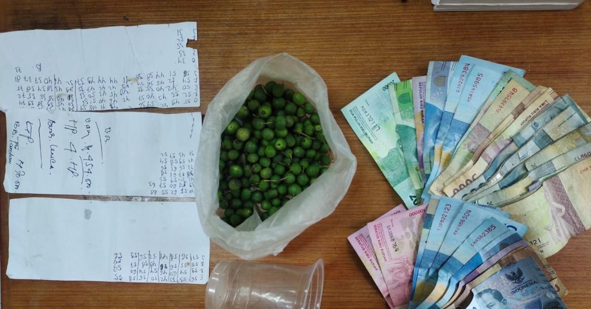 Terungkap Modus Baru Judi Pakai Buah Leunca, 6 Pelakunya Diringkus Polisi