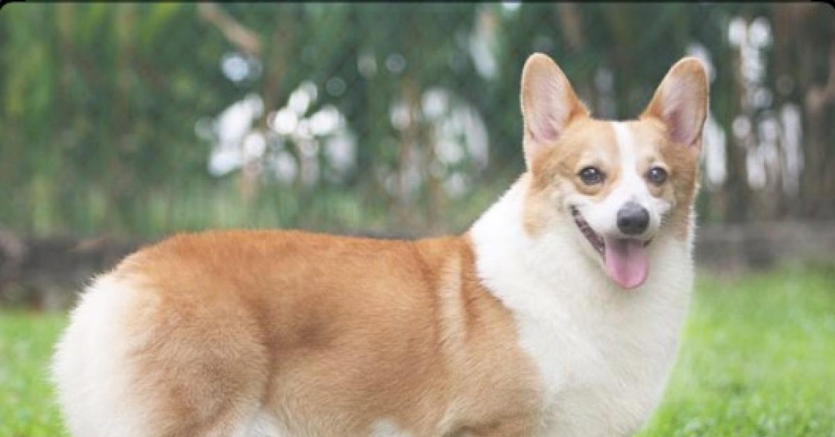 Sebelum Membeli Yuk, Ketahui Cara Merawat Anjing Corgi Serta Ciri-Cirinya!