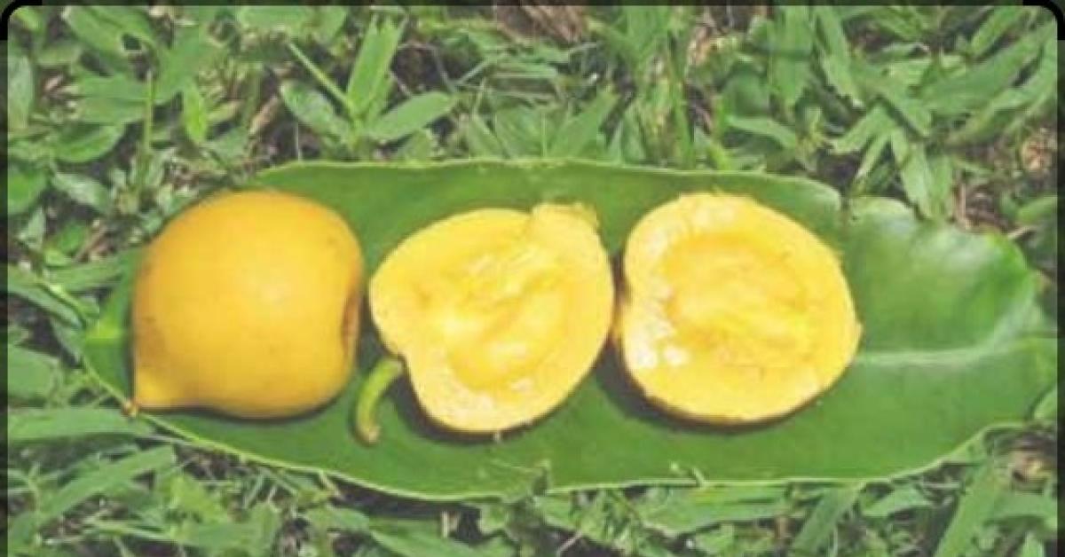 Kenali Manfaat Asam Kandis Untuk Kesehatan