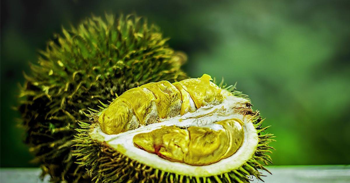 Berkenalan Dengan Rajanya Buah, Jenis dan Manfaat Bagi Tubuh Manusia