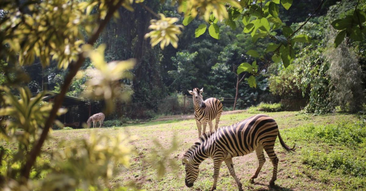 Kemungkinan Sementara Ini Masuk Kebun Binatang Gratis