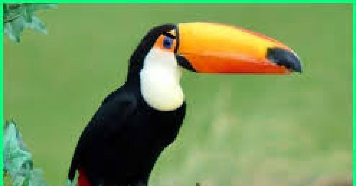 Burung Termahal Di Dunia, Ada Yang Mencapai Miliaran Rupiah