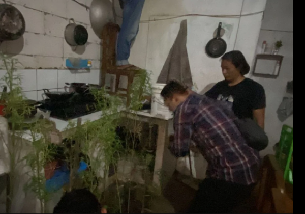 Tanam Pohon Ganja Dalam Rumah, Seorang Pria di Bekasi Ditangkap BNN Jawa Barat