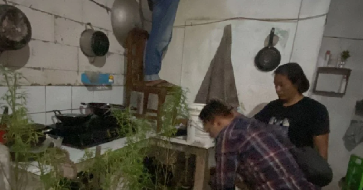 Tanam Pohon Ganja Dalam Rumah, Seorang Pria di Bekasi Ditangkap BNN Jawa Barat