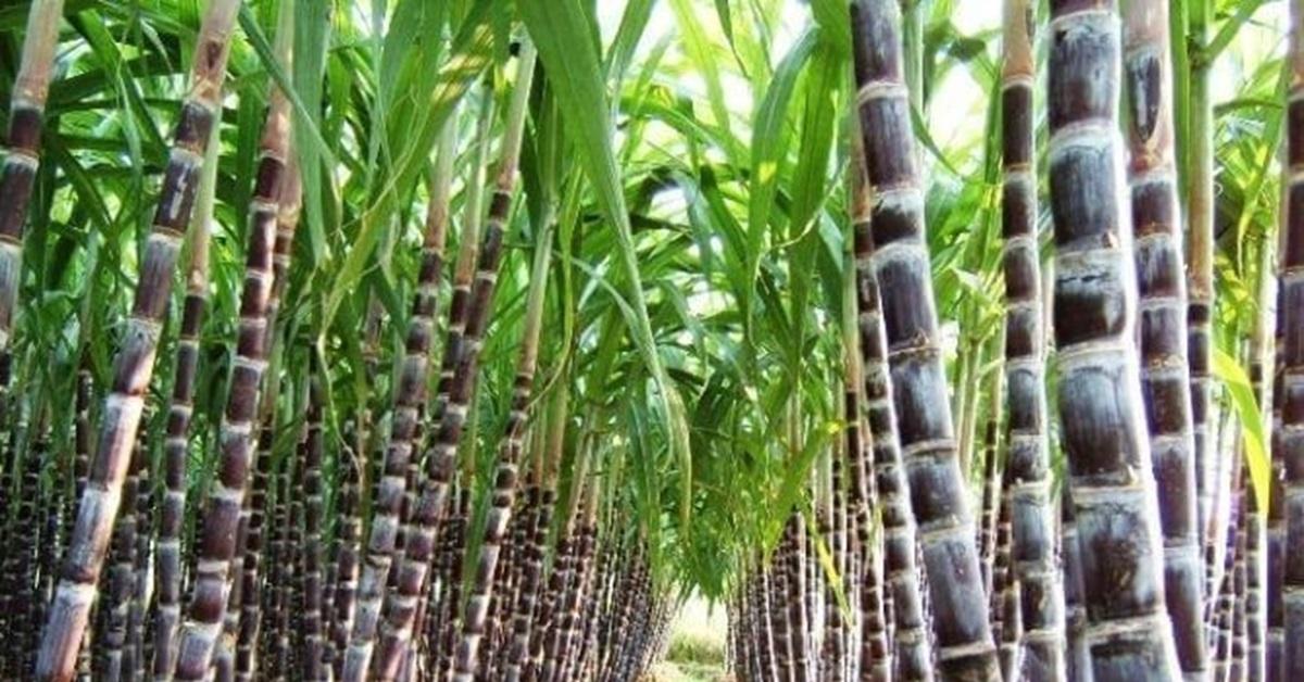 Rajanya Gula, Daftar 6 Daerah Penghasil Tebu Terbesar di Indonesia, Lampung Berada di Urutan Nomor 2!