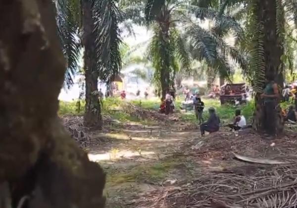 Buntut Bentrok Warga Vs Aparat di Bangkal, Gubernur Kalteng Minta Jokowi Evaluasi Izin Pengelolaan Lahan Sawit