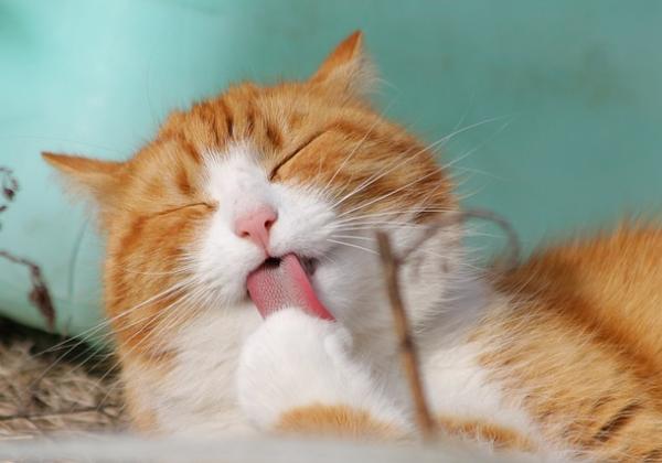 10 Foto Kucing Lucu nan Menggemaskan, Bikin Sehat Lho Ngeliatnya