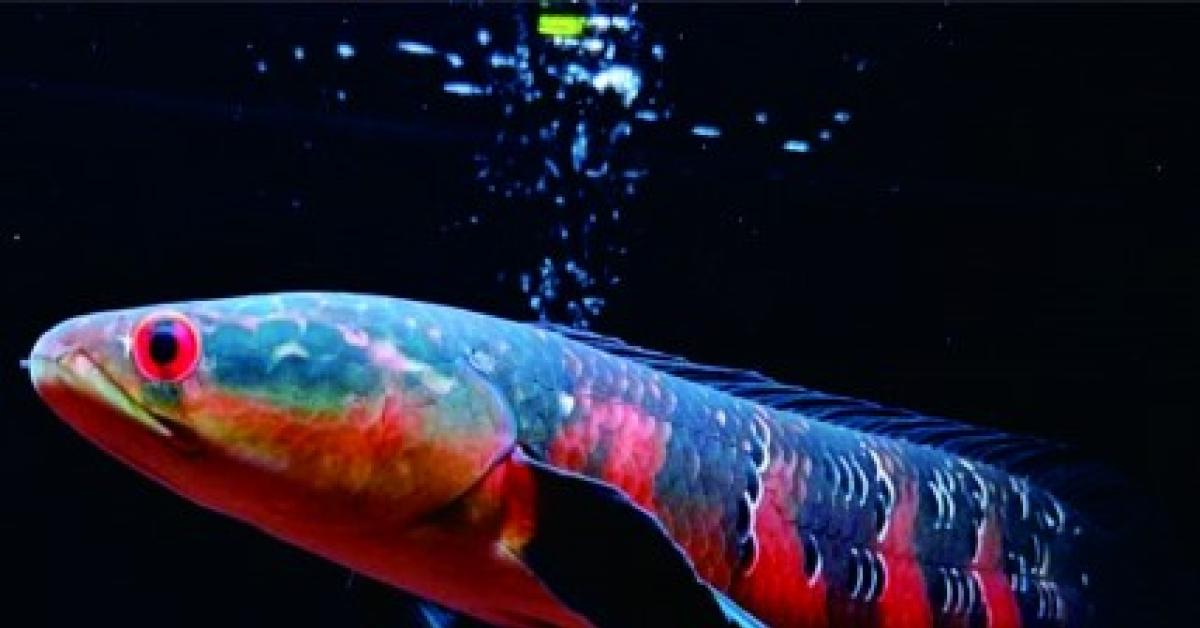 Ikan Channa Inspirasi Peliharaan Baru Bagi Anda, Bisa Jadi Duit Juga