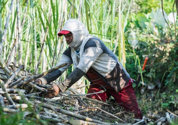 LPDB-KUMKM Buka Akses Pasar Petani Tebu dengan BUMN Pangan