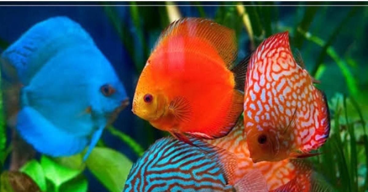 Simak! Tips Memelihara Dan Merawat Ikan Discus Bagi Pemula