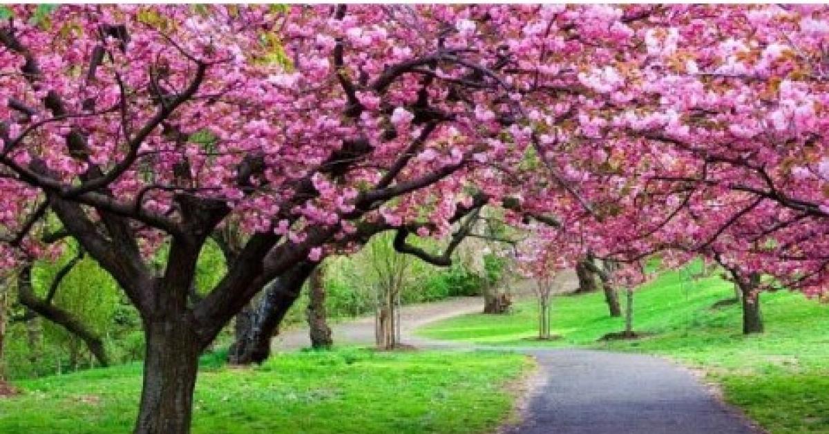 Wisata Bunga Sakura Bogor: Nikmati Pesona Keindahan Alam di Cibodas Tanpa Perlu ke Jepang