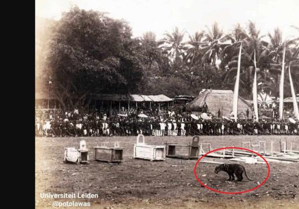Tradisi Rampogan Macan: Harimau Jawa Harus Mati! Hiburan Bangsawan Jawa untuk Menyambut Tamu dari VOC Belanda