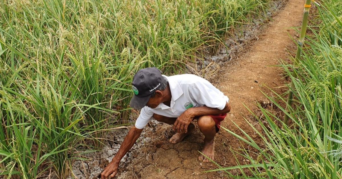 Puluhan Hektar Sawah di Bekasi Kekeringan Imbas Musim Kemarau, Begini Kondisinya