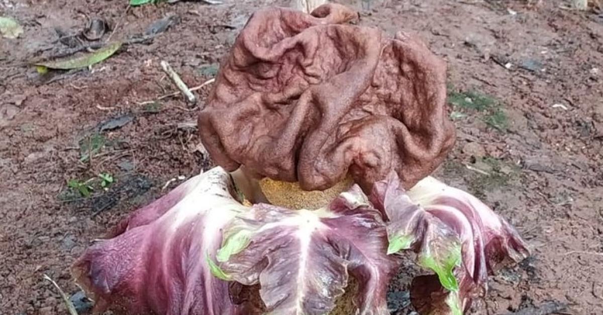 Heboh! Warga Kembangan Jakarta Barat Digegerkan Temuan Bunga Bangkai di Tumpukan Sampah 