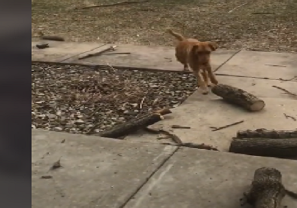 Viral Anjing Ini Terbiasa Kumpulkan Tongkat Kayu dari Luar Dibawa ke Rumah, Pemilik Keheranan