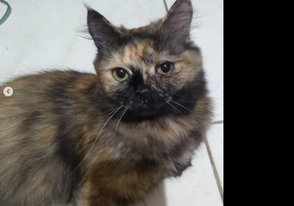 Pecinta Anabul Wajib Tahu! Penyebab Bulu Kucing Rontok, Bisa Karena Penyakit atau Hanya Alergi Makanan