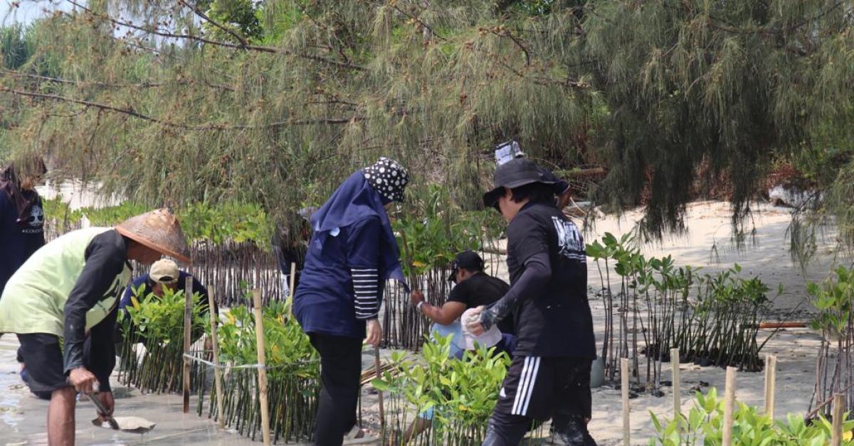 Dukung Upaya Pemerintah Bebas Emisi Karbon, BRI Kembali Tanam Puluhan Ribu Bibit Mangrove di Pulau Tidung