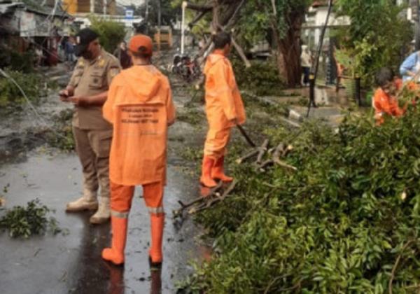 Pohon Tumbang Incar Kabel Listrik hingga Rumah Warga DKI Jakarta