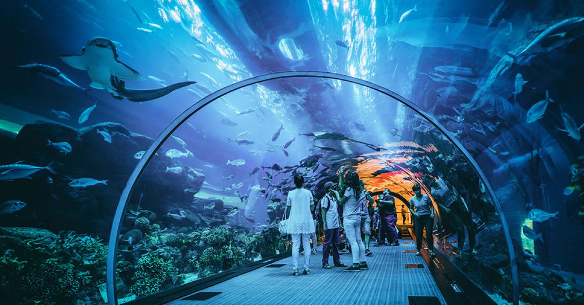 Inilah Oceanarium BXSea, Aquarium Indoor Terbesar Pertama di Tangsel Hadirkan Biota Air dan Kehidupan Bawah Laut