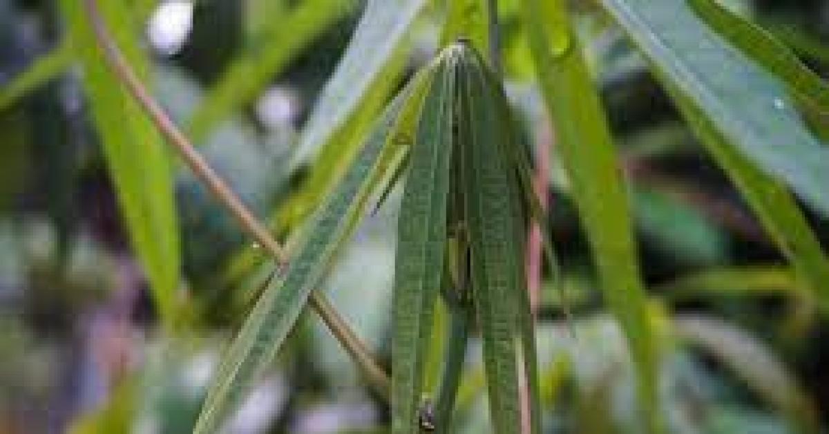 Simak Cara Budidaya Tanaman Singkong Supaya Umbinya Besar