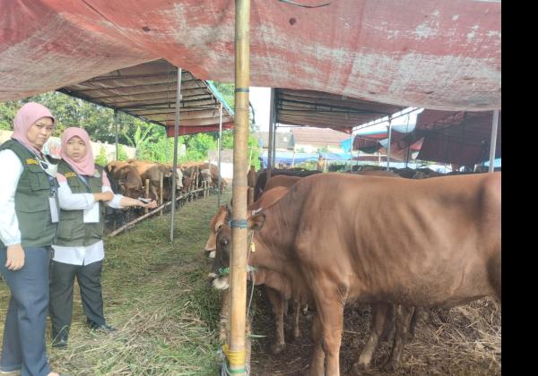 Omzet Penjual Hewan Kurban di Tangerang Naik Drastis, Indra Mbakul Lembu: Sebagian Sudah Sold Out! 