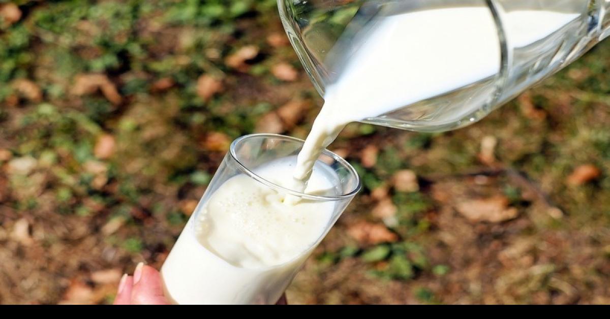 10 Manfaat Susu Beruang Untuk Kesehatan, Salah Satunya Menetralkan Racun Dalam Tubuh 