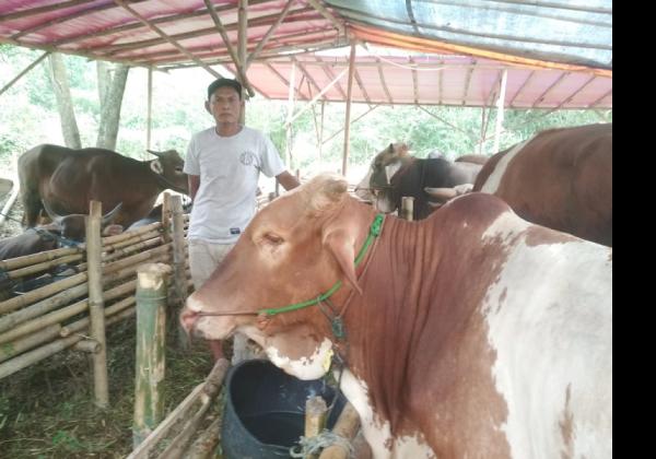 Gegara PMK, Penjual Hewan Kurban di Tangerang Alami Penurunan Omset Lebih dari 50 Persen