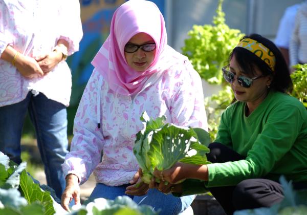 Sukses Bertani di Kota bersama BRI, Kisah Mrican Caturtunggal di Yogyakarta