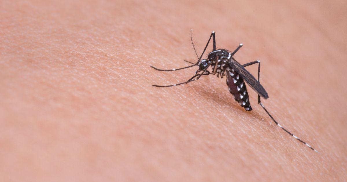 Wolbachia, Inovasi Terbaru Pencegah Penyebaran Demam Berdarah Dengue