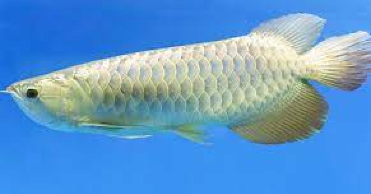 Ikan Termahal IKan Arwana Apakah Bisa Dimakan ? Simak Penjelasnya