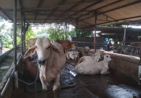 Wabah PMK di Kabupaten Tangerang Meluas, DPKP: Sudah 221 Ekor Hewan Ternak Tertular