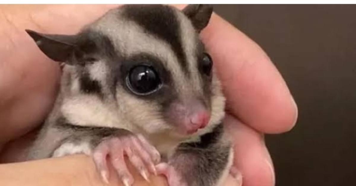 Sugar Glider, Hewan Nocturnal Yang Cocok Dipelihara