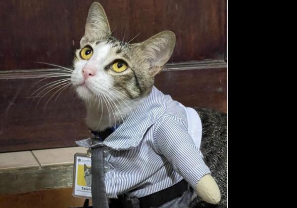 Gemesin! Ini Foto-Foto Lucu Soleh The Cat 'Pegawai' Ditjen Pajak 
