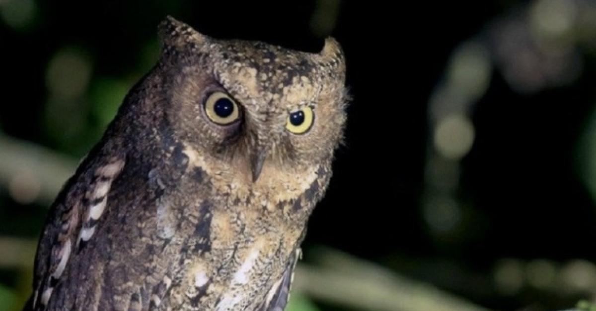 Burung Hantu Dan Manfaatnya Dalam Basmi Hama