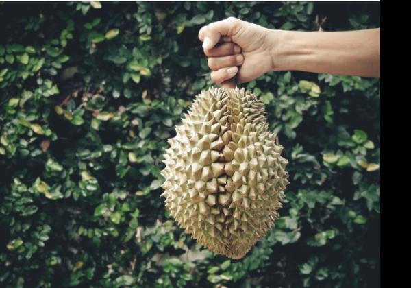 Jangan Dibuang! Ini Manfaat Biji Durian Jika Rebus