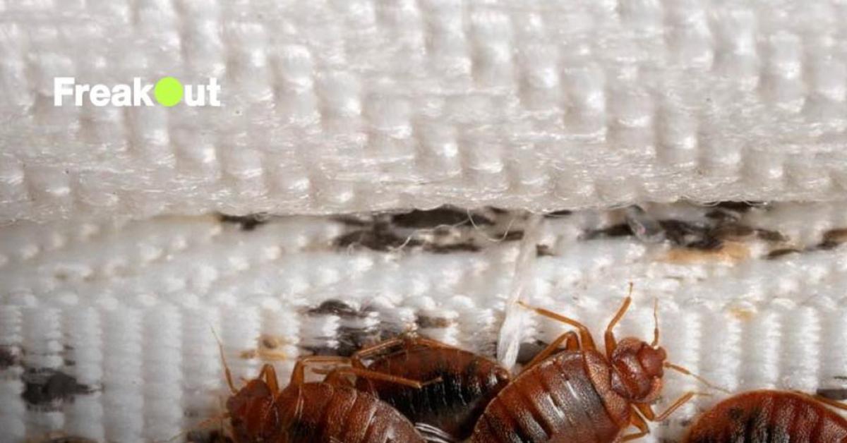 Waspada! Kutu Busuk Mewabah di Dunia, Begin Cara Mencegah Masuk ke dalam Rumah
