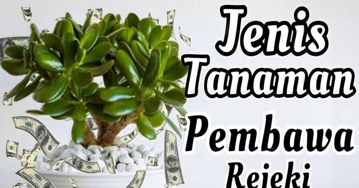 Berikut Tanaman Yang Disinyalir Mampu Membawa Keberuntungan Dan Hoki Bagi Pemiliknya, Ada di Rumah?