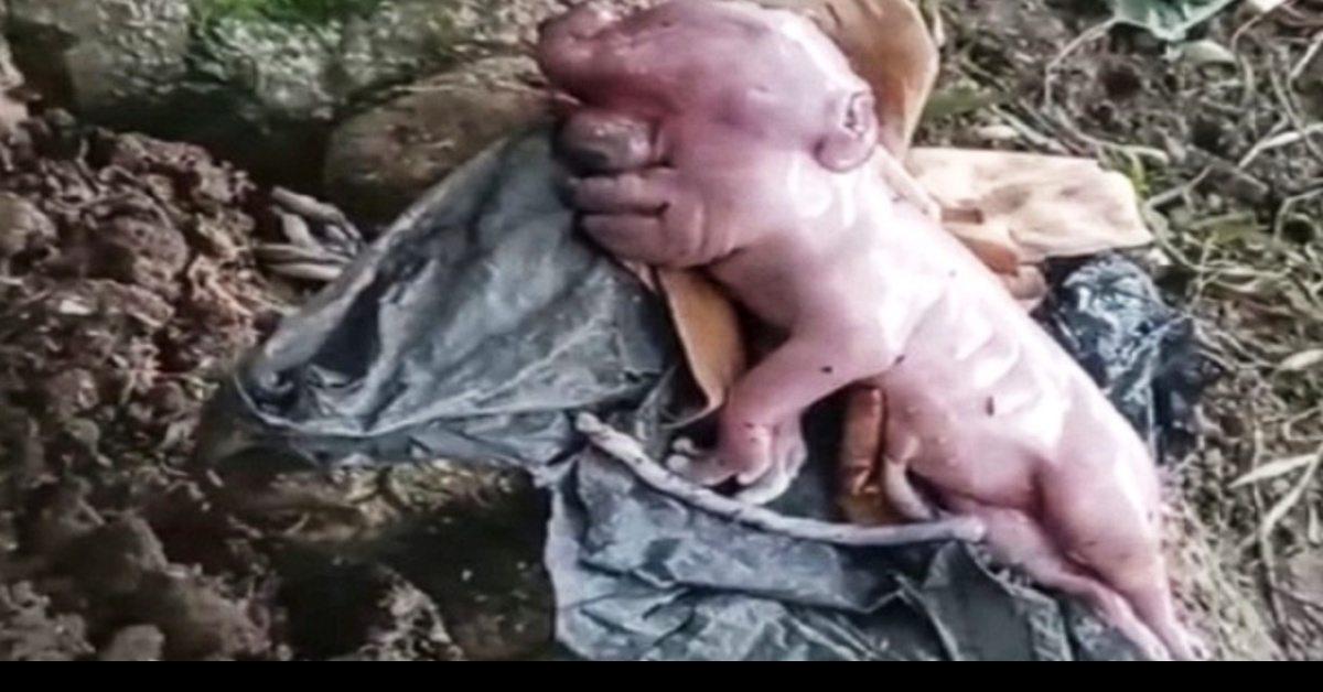 Viral! Kelahiran Anak Babi Langka Mirip Manusia Hebohkan Warga NTT