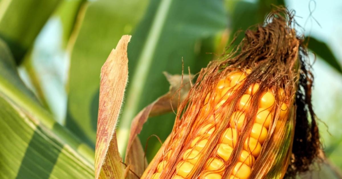 Transaksi Jagung