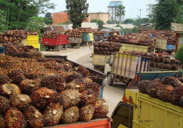 Kasus Korupsi Izin Ekspor CPO, Dirut PT Permata Hijau Palm Oleo Diperiksa Penyidik Kejagung