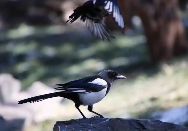 Berikut Cara Agar Burung Murai Batu Gacor, Dijamin Menang Lomba Terus!