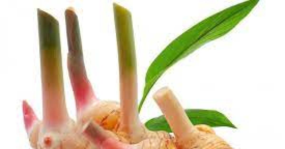 Mengenal Cibotii Rhizoma dan Jenis-jenisnya serta Kegunaan untuk  Herbal dan Bumbu Masak 