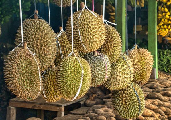 Durian Dianggap Cocok Dibudidayakan IKN 