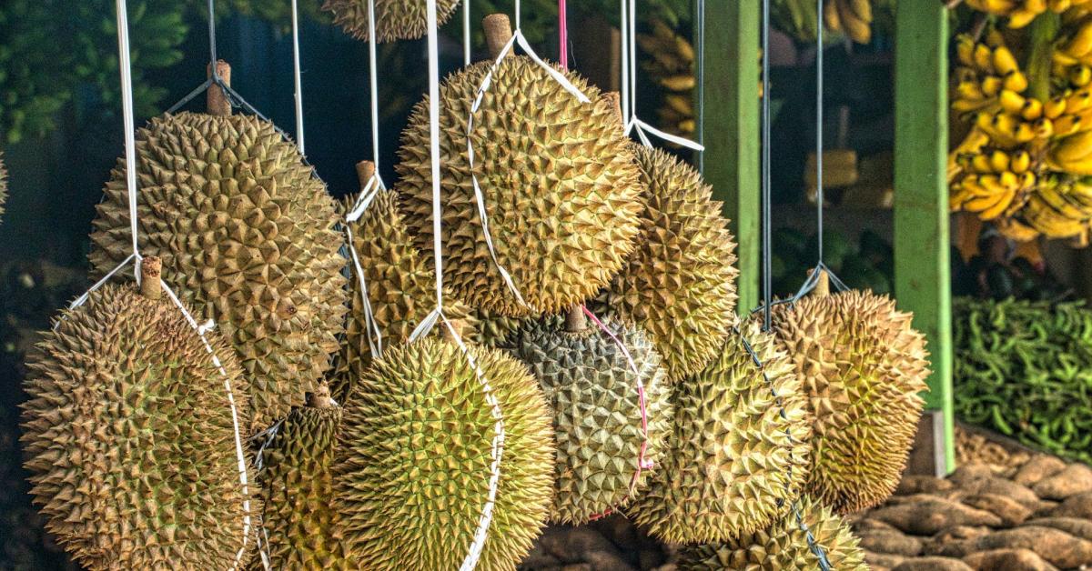 Durian Dianggap Cocok Dibudidayakan IKN 