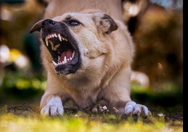 5 Warga Riau Jadi Korban Gigitan Anjing Rabies, Satu Orang Meninggal Dunia