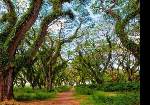 7 Rekomendasi Tempat Wisata Banyuwangi, Cocok untuk Para Petualang dan Pecinta Pemandangan Alam