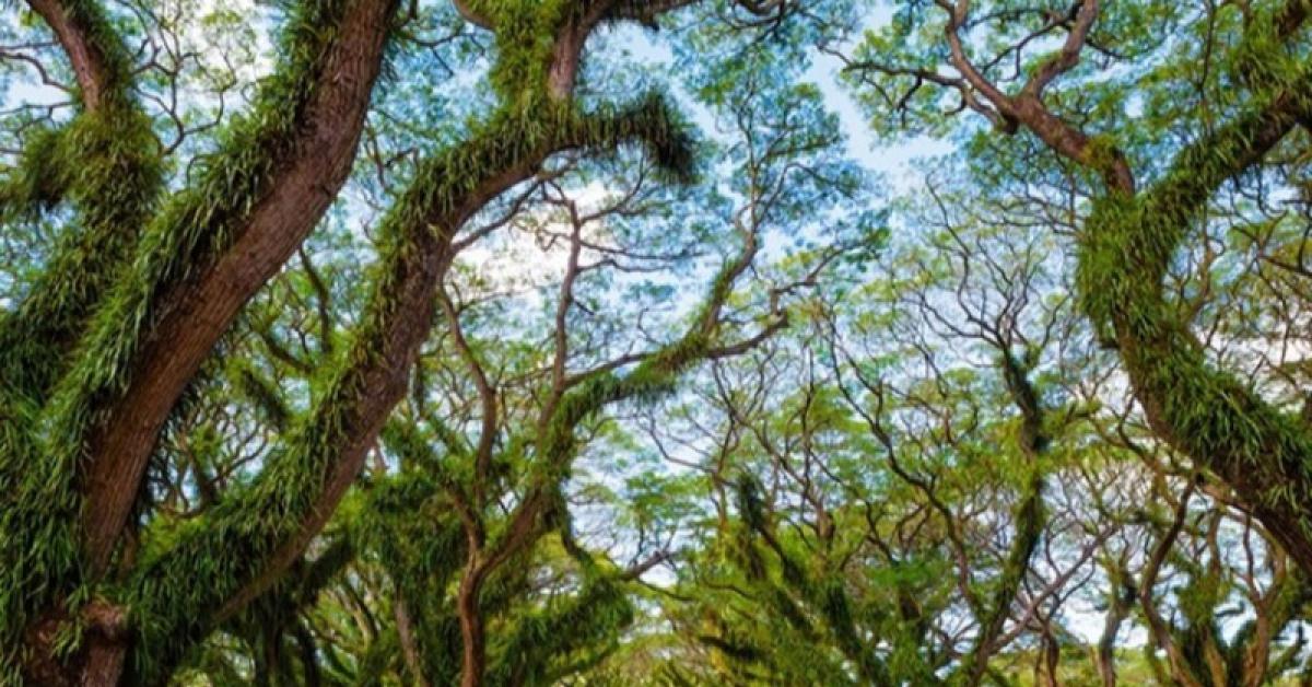 7 Rekomendasi Tempat Wisata Banyuwangi, Cocok untuk Para Petualang dan Pecinta Pemandangan Alam