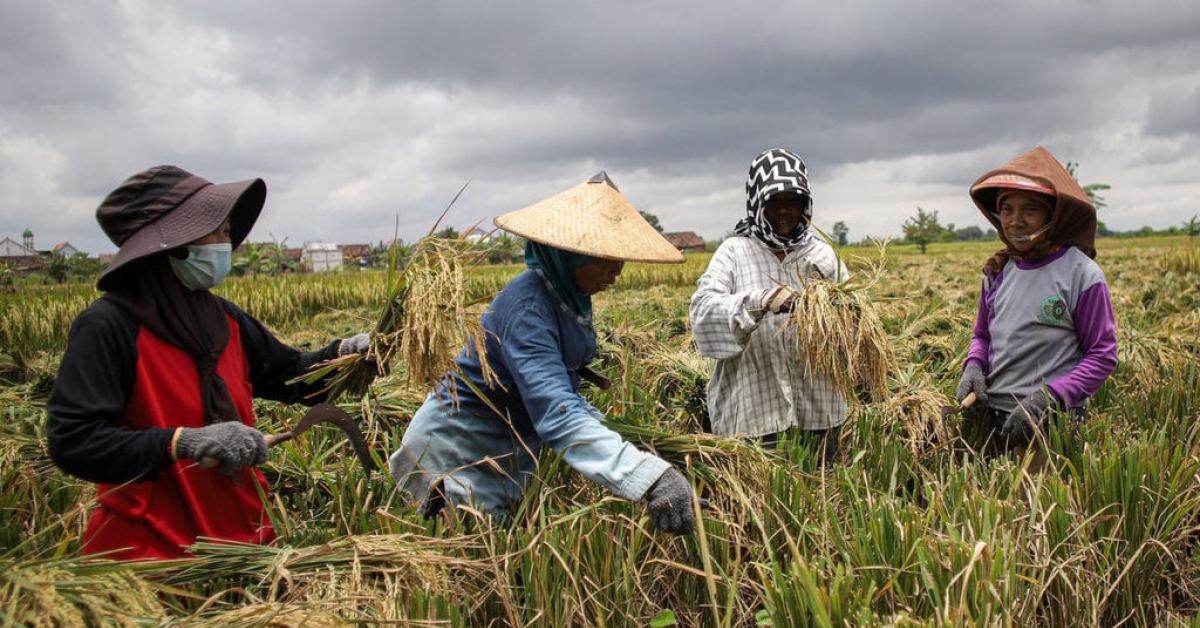 Nilai Tukar Petani Alami Kenaikan, Petani Tanaman Pangan dan Perkebunan Rakyat Semakin Sejahtera